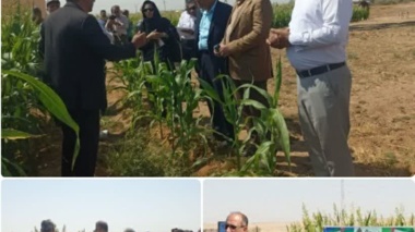 مدیریت مناسب مزرعه از زمان کاشت تا استقرار بوته، کلید موفقیت تولید در شرایط شور