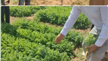 تنوع‌بخشی به محصولات کشاورزی با ارزیابی تحمل به شوری و معرفی گونه‌های گیاهی فراموش شده