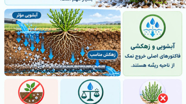 آبشوئی موثر و زهکش مناسب فاکتورهای اصلی خروج نمک از ناحیه ریشه در اراضی شور