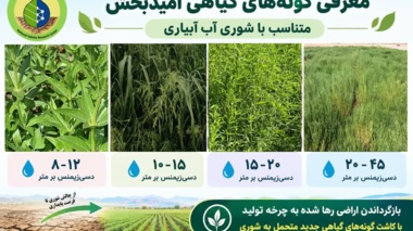 توسط پژوهشگران مرکز ملی تحقیقات شوری؛ معرفی گونه‌های جدید گیاهی متناسب با کیفیت‌های مختلف آب آبیاری