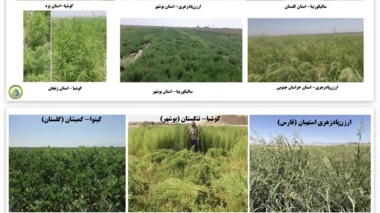 برگزاری جلسه برنامه‌ریزی کشت گیاهان شورزیست در سال زراعی جدید