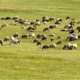 مدیریت اکوسیستم های مرتعی