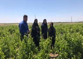 اجرای طرح تولید محصول سالم 