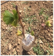 اجرای سرشاخه کاری در انگور، زیتون و پسته