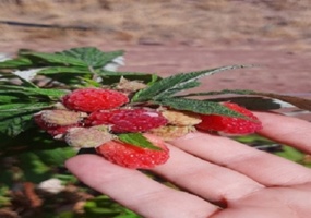 کلکسیون ارقام تمشک