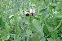 اجرای پایگاههای نوآوری وکشت محصولات کم آب بر علوفه ای تیره لگومینوز(آوج-کوهین)