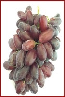 معرفی دو رقم انگور جدید