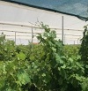 اثر بخشی احداث سایه بان در کاهش عارضه آفتابسوختگی انگور و کشمشی شدن خوشه ها