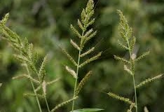 مدیریت علف های هرز