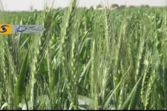 مزرعه الگویی کشت گندم