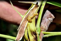 مبارزه با کرم خراط