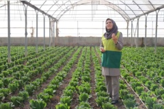 محصول گواهی شده