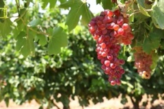 هرس باردهی انگور (هرس زمستانه)