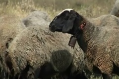 گوسفند نژاد شال