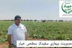 مدیریت بیماری سفیدک سطحی خیار