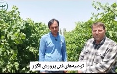 توصیه های فنی پرورش انگور