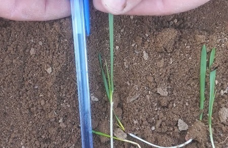 پایش وضعیت سبز و خصوصیات مورفولوژیک ارقام دیم در پایگاه نوآوری شهرستان قزوین