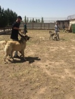 اهمیت سگ گله ایرانی