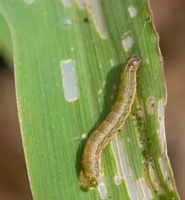 کرم برگخوار پاییزه ذرت در اولویت های گیاهپزشکی استان قزوین