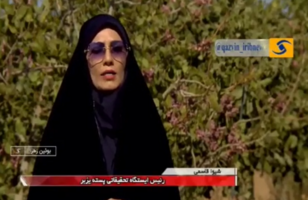 برداشت پسته در قزوین؛ از سحرخیزی باغداران تا نوید رونق اقتصادی