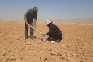 اجرای طرح ملی مدیریت تغذیه فسفری در مزارع گندم دیم استان آغاز شد