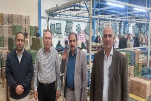 بازدید رئیس مرکز تحقیقات کشاورزی قزوین از کشت و صنعت آقای قهرمانی