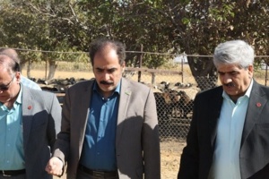 پیگیری ثبت نژاد گوسفند شال با حمایت موسسه تحقیقات علوم دامی