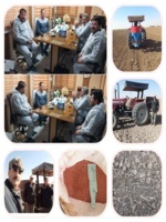 بازدید پژوهشگران مرکز تحقیقات و آموزش کشاورزی و منابع طبیعی قزوین از مزارع کشت و صنعت‌ کشاورزی و دامپروری شریف آباد و کشاورزان مزرعه اسد آباد شهرستان آبیک در راستای انتقال دانش فنی و ترویج مصرف بهینه کودهای پایه در کشت گندم