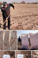 کشت هزارخوشه محصول جو در ایستگاه تحقیقات اسماعیل‌آباد قزوین