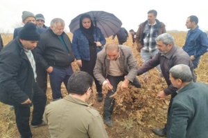 برگزاری کارگاه آموزشی مدیریت کنترل آفات و بیماریهای انگور در مرکز جهاد کشاورزی اقبالیه