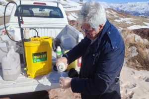 شاهد انگاری در محلول پاشی علیه دارواش روی درخت زالزالک