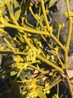 هم افزائی با بخش اجرا در عرصه