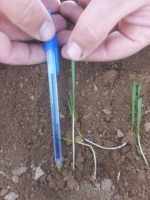 پایش وضعیت سبز و خصوصیات مورفولوژیک ارقام دیم در پایگاه نوآوری شهرستان قزوین