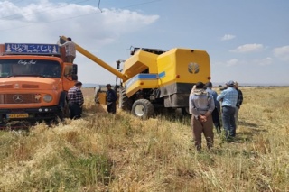 کیل گیری از محصول کلزای آبی استان قزوین  با حضور محقق مرکز و آموزش تحقیقات کشاورزی و منابع طبیعی قزوین