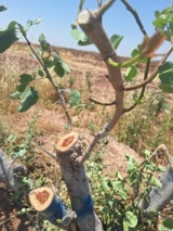 اصلاح درختان نامرغوب پسته در ایستگاه تحقیقات پسته یزبر