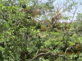 دارواش،  انگل درختان گردو در منطقه الموت و طارم سفلی