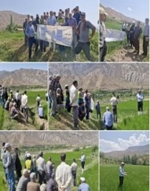 برگزاری روز انتقال یافته‌های نوین زراعت برنج در الموت شرقی