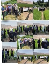 هم افزایی مرکز تحقیقات و آموزش کشاورزی استان  و مدیریت جهاد کشاورزی شهرستان قزوین