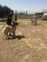 اهمیت سگ گله ایرانی