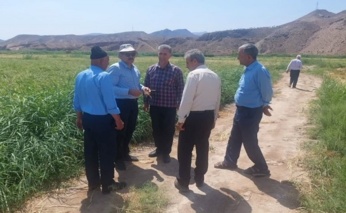 چهارمین روز مزرعه و انتقال یافته‌های تحقیقاتی و کاربردی زراعت برنج