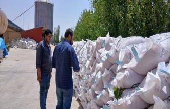 بازدید نظارتی از مزارع بذر ذرت  استان قزوین