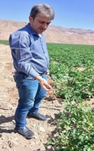 بازدید نظارتی از مزرعه تولید غده بذری سیب‌زمینی