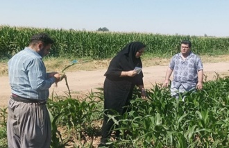 محققین بخش تحقیقات گیاهپزشکی قزوین در پایش کرم برگخوار پائیزه ذرت