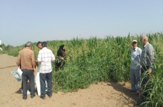 محققان بخش تحقیقات گیاهپزشکی در پایش آفت کرم برگخوار پاییزه ذرت مزارع ذرت شهرستان البرز