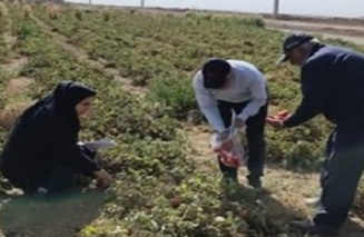 پایش نیترات مزارع گوجه فرنگی استان