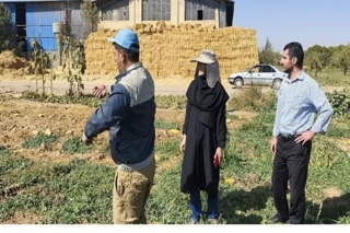 اجرای سال دوم  افزایش کیفیت تغذیه گندم نان با بهینه‌سازی مصرف کودها