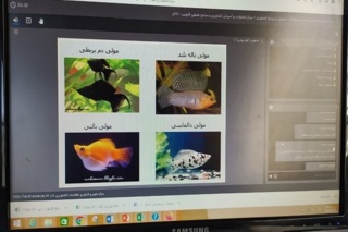 دوره آموزشی تکثیر و پرورش ماهیان زینتی
