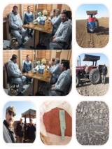 بازدید پژوهشگران مرکز تحقیقات و آموزش کشاورزی و منابع طبیعی قزوین از مزارع کشت و صنعت‌ کشاورزی و دامپروری شریف آباد و کشاورزان مزرعه اسد آباد شهرستان آبیک در راستای انتقال دانش فنی و ترویج مصرف بهینه کودهای پایه در کشت گندم