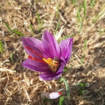 برداشت زعفران از مزرعه الگویی زعفران