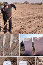 کشت هزارخوشه محصول جو در ایستگاه تحقیقات اسماعیل‌آباد قزوین
